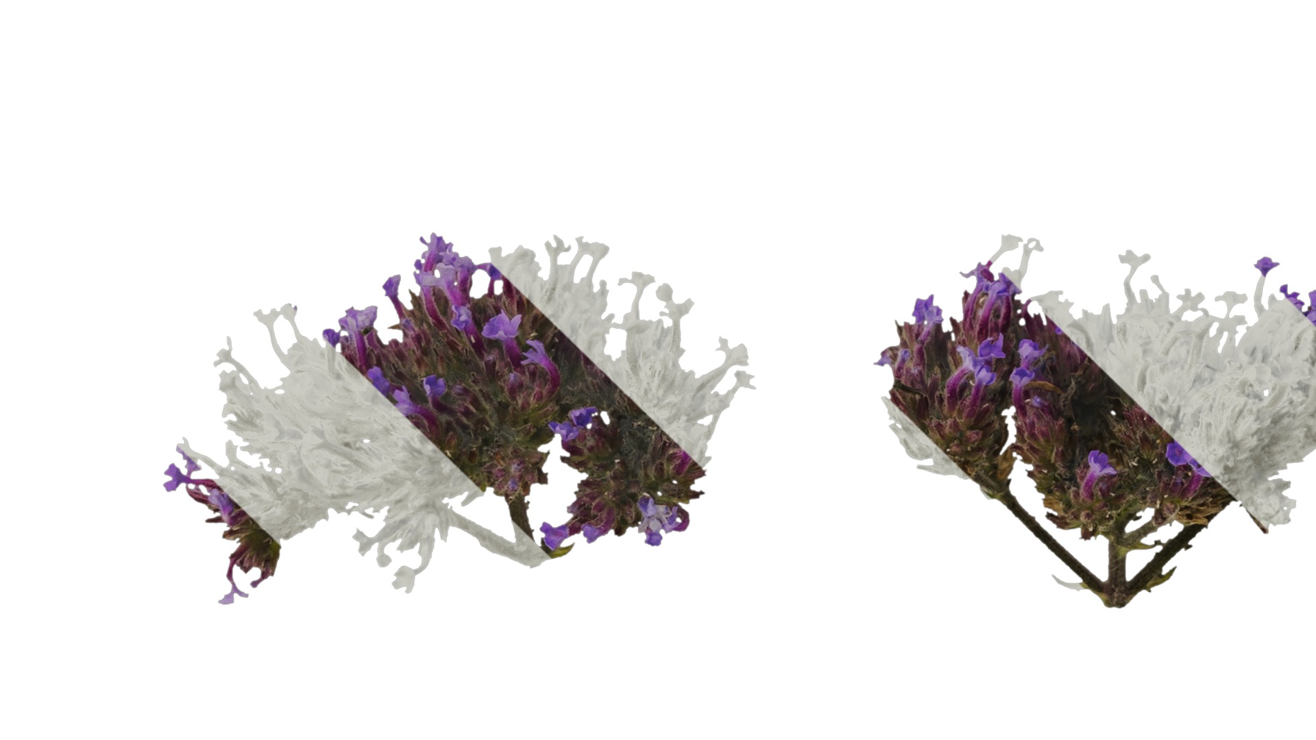 Anydrafts Verbena bonariensis Flower 02 Texture_5