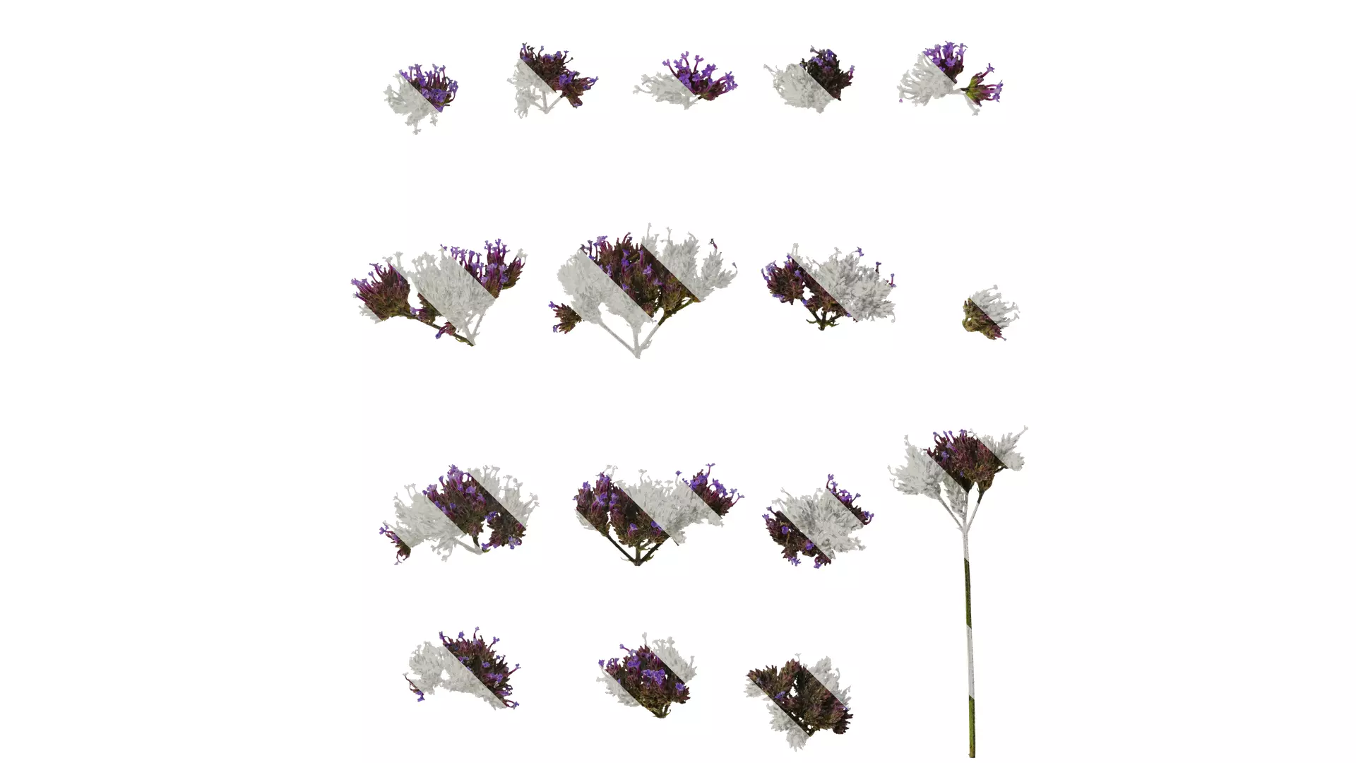 Anydrafts Verbena bonariensis Flower 02 Texture_0