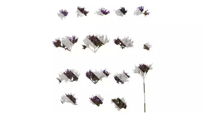 Anydrafts Verbena bonariensis Flower 02