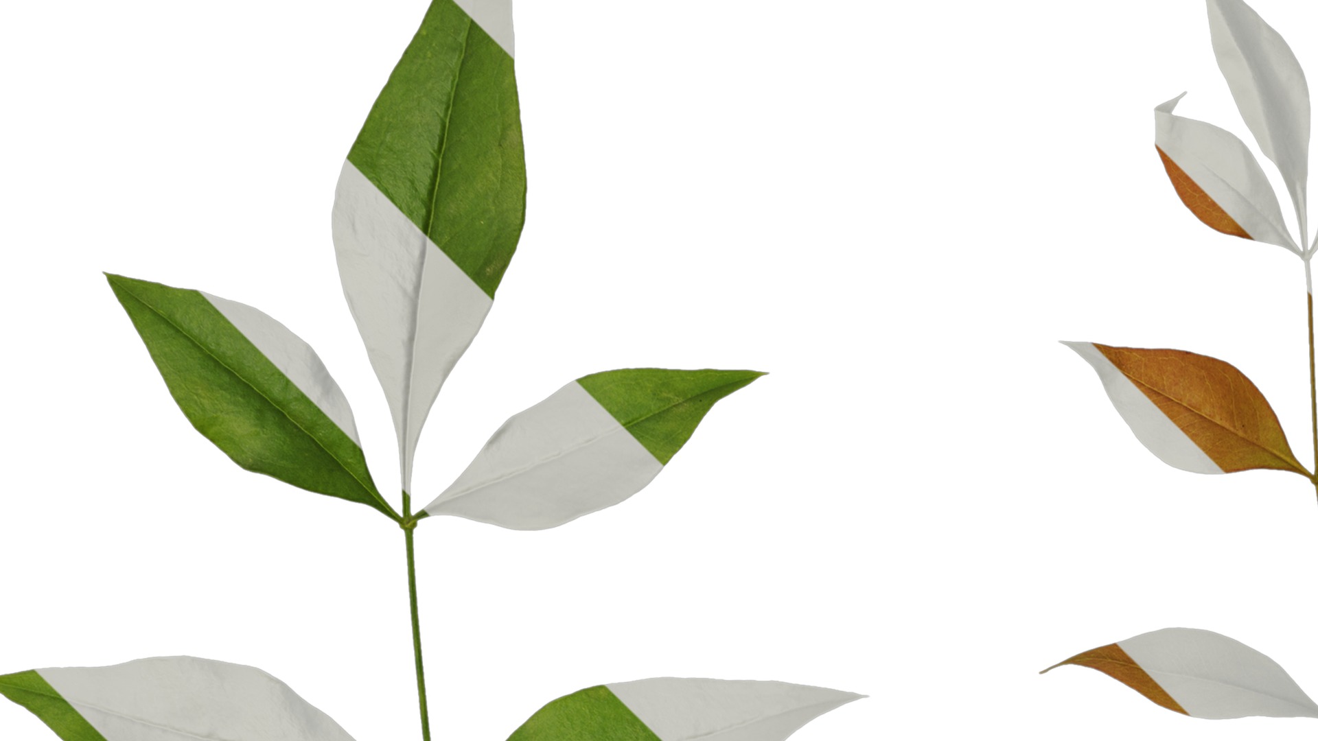 Anydrafts Nandina domestica Atlas 10 Texture_1