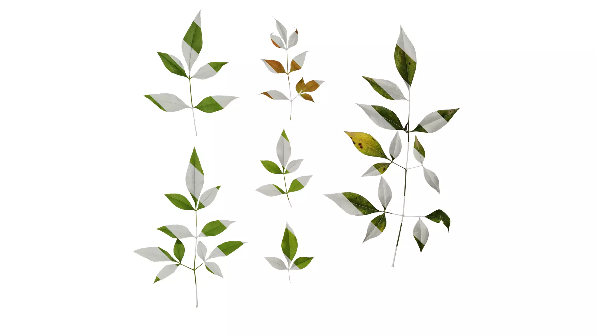 Anydrafts Nandina domestica Atlas 10 Texture_0