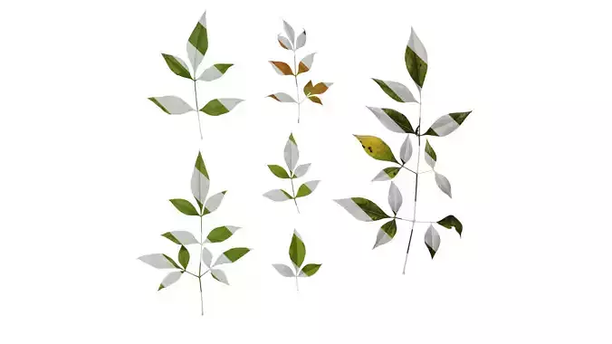 Anydrafts Nandina domestica Atlas 10