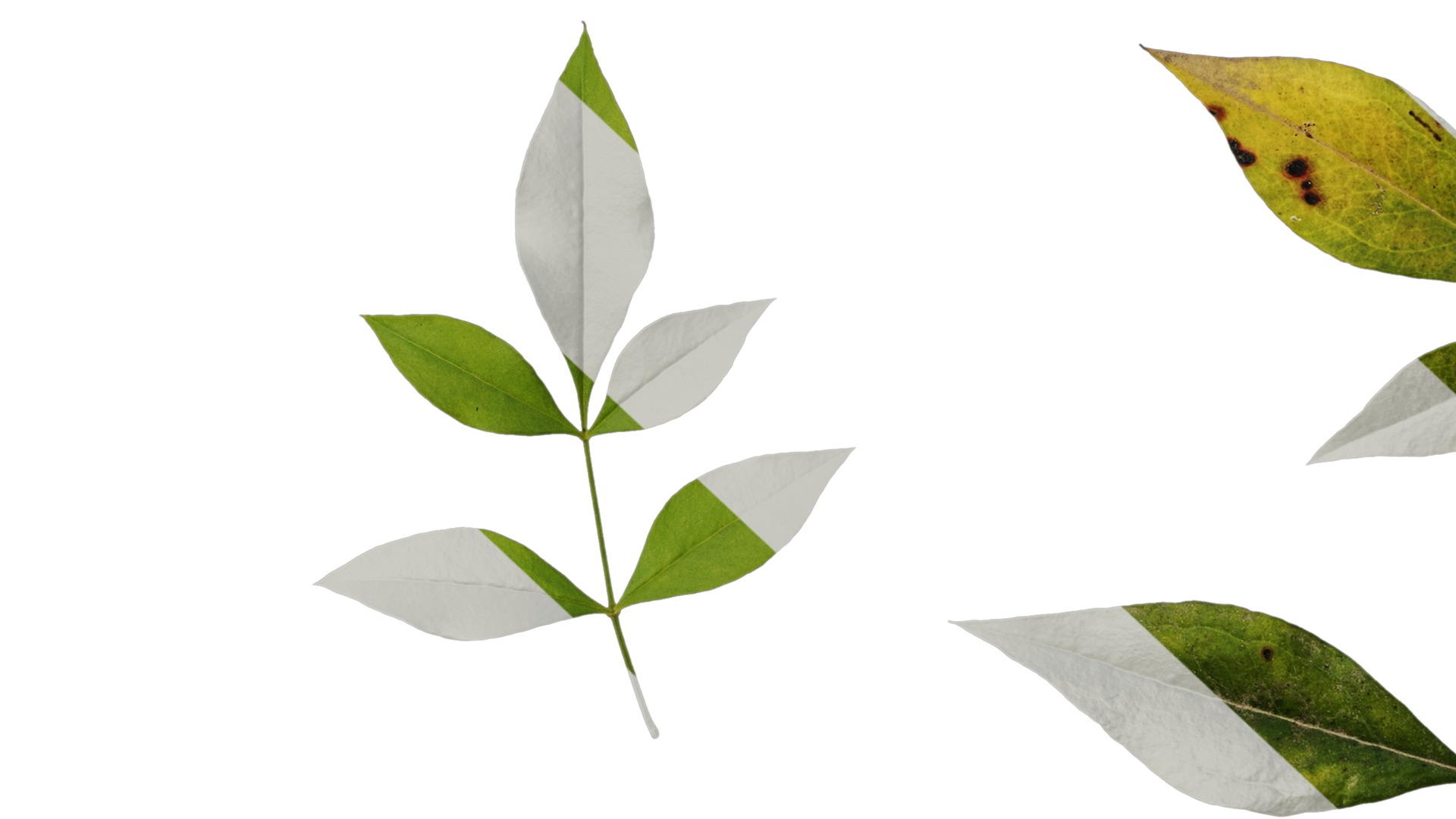 Anydrafts Nandina domestica Atlas 10 Texture_7