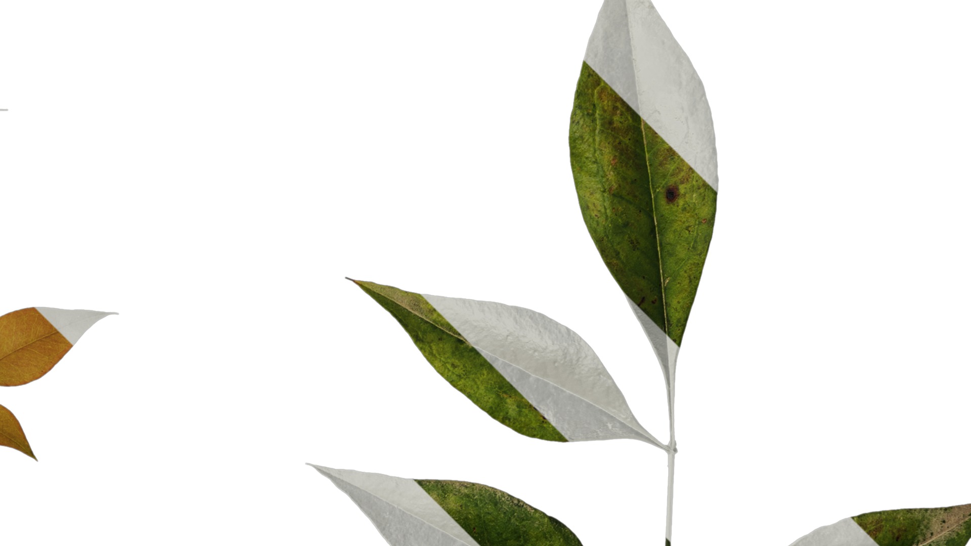 Anydrafts Nandina domestica Atlas 10 Texture_2