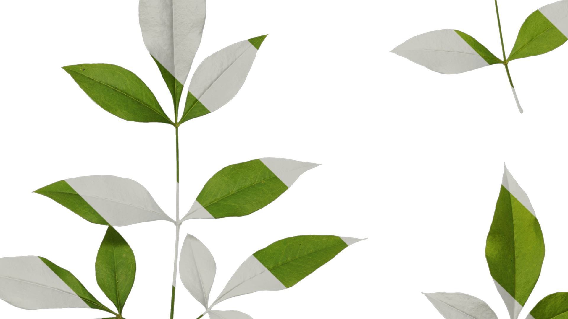 Anydrafts Nandina domestica Atlas 10 Texture_5