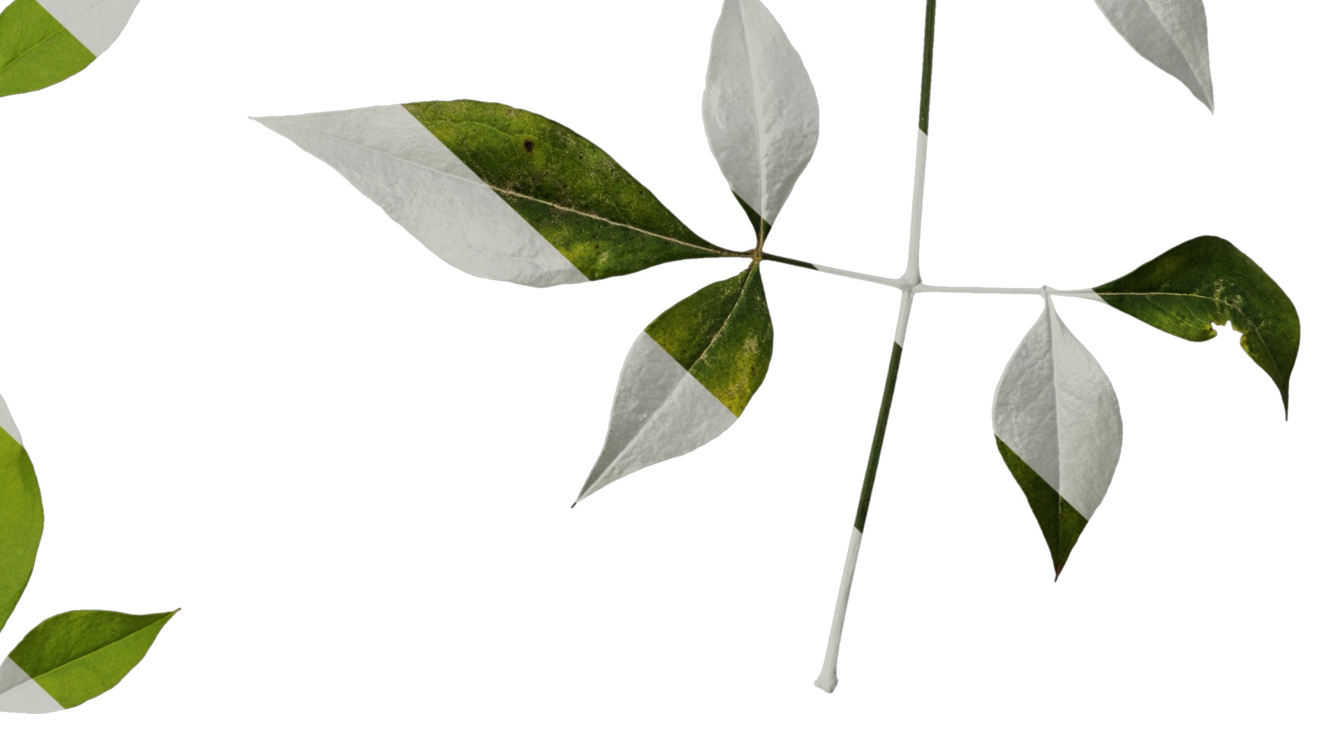 Anydrafts Nandina domestica Atlas 10 Texture_6