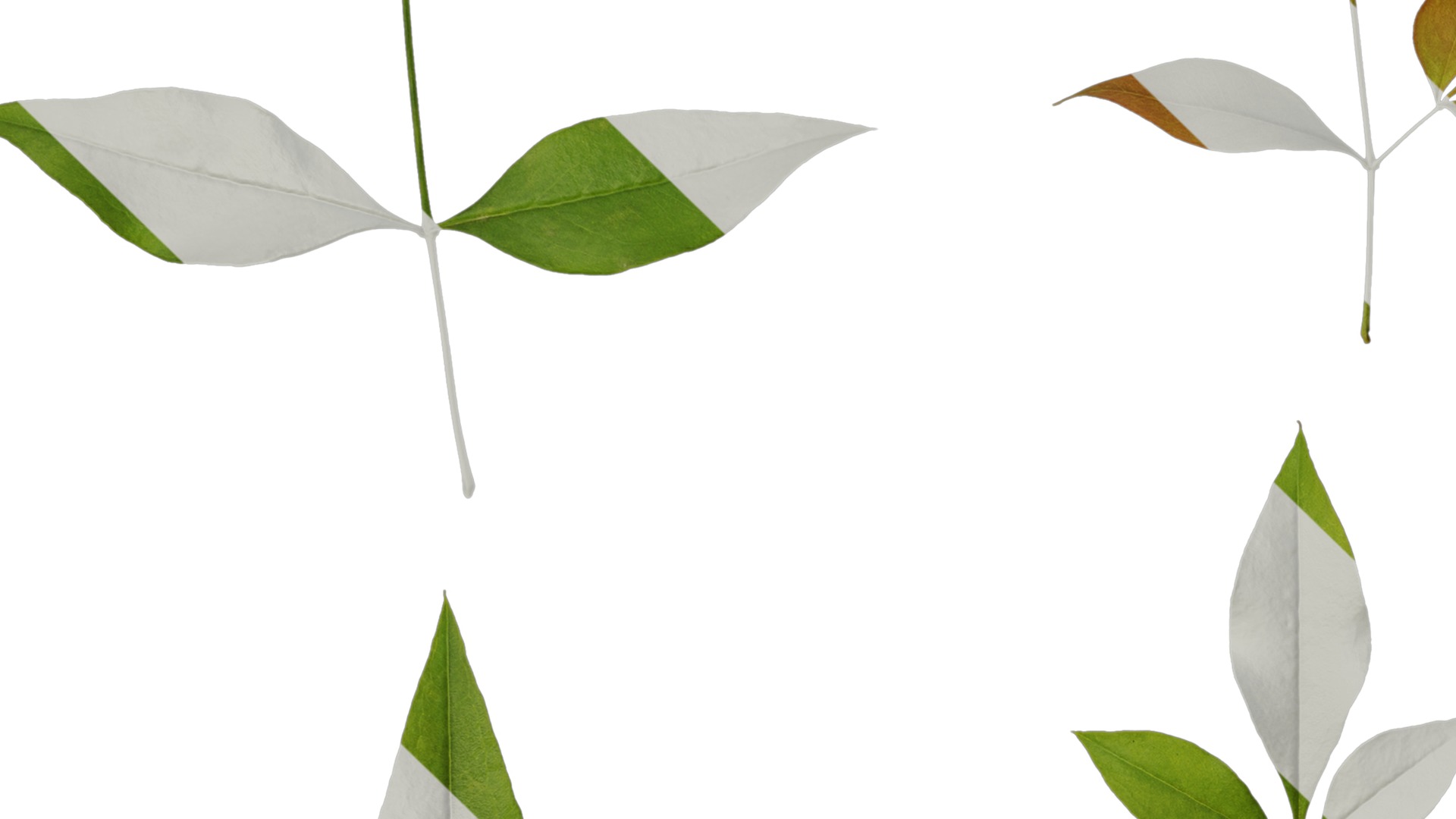 Anydrafts Nandina domestica Atlas 10 Texture_3