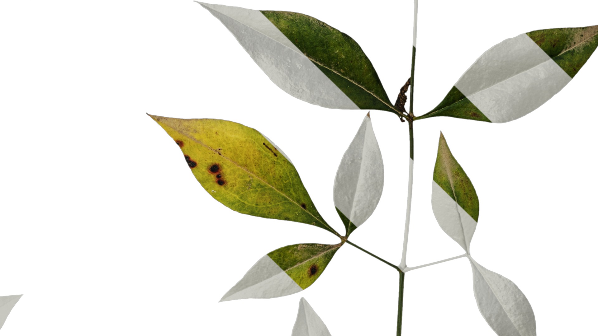 Anydrafts Nandina domestica Atlas 10 Texture_4