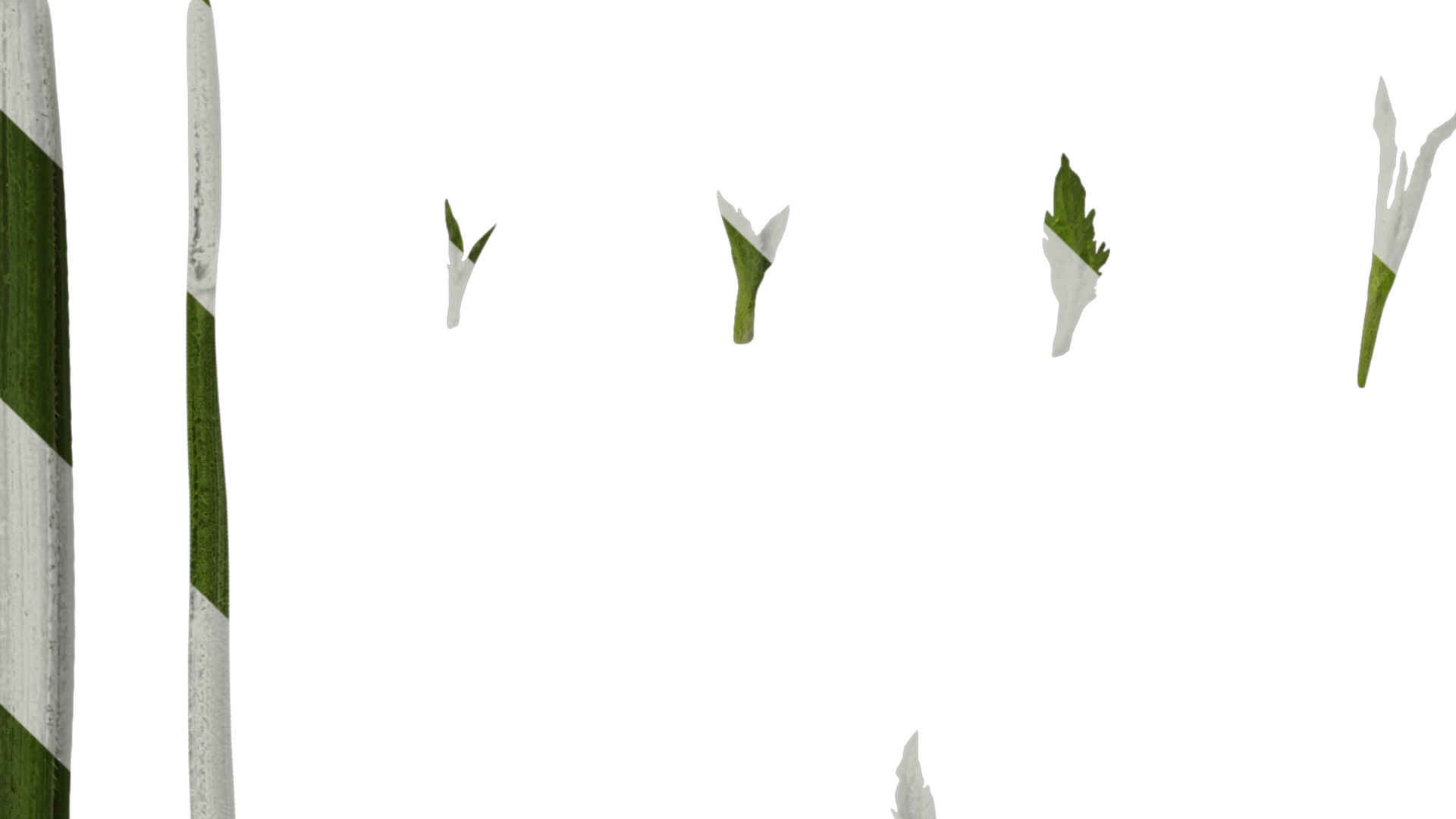 Anydrafts Verbena bonariensis Leaf 01 Texture_1