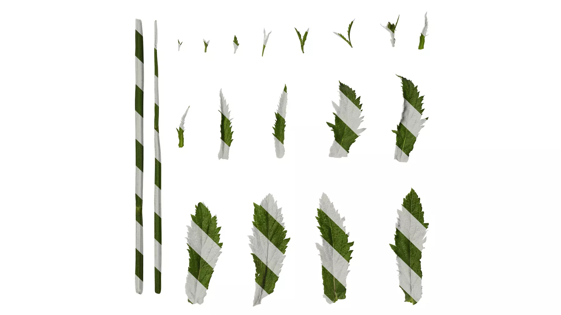 Anydrafts Verbena bonariensis Leaf 01 Texture_0