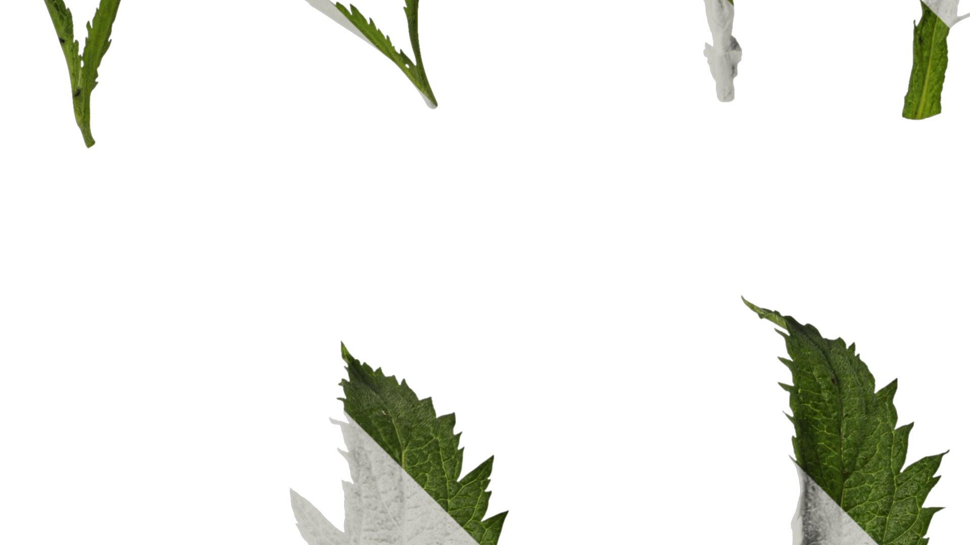 Anydrafts Verbena bonariensis Leaf 01 Texture_2