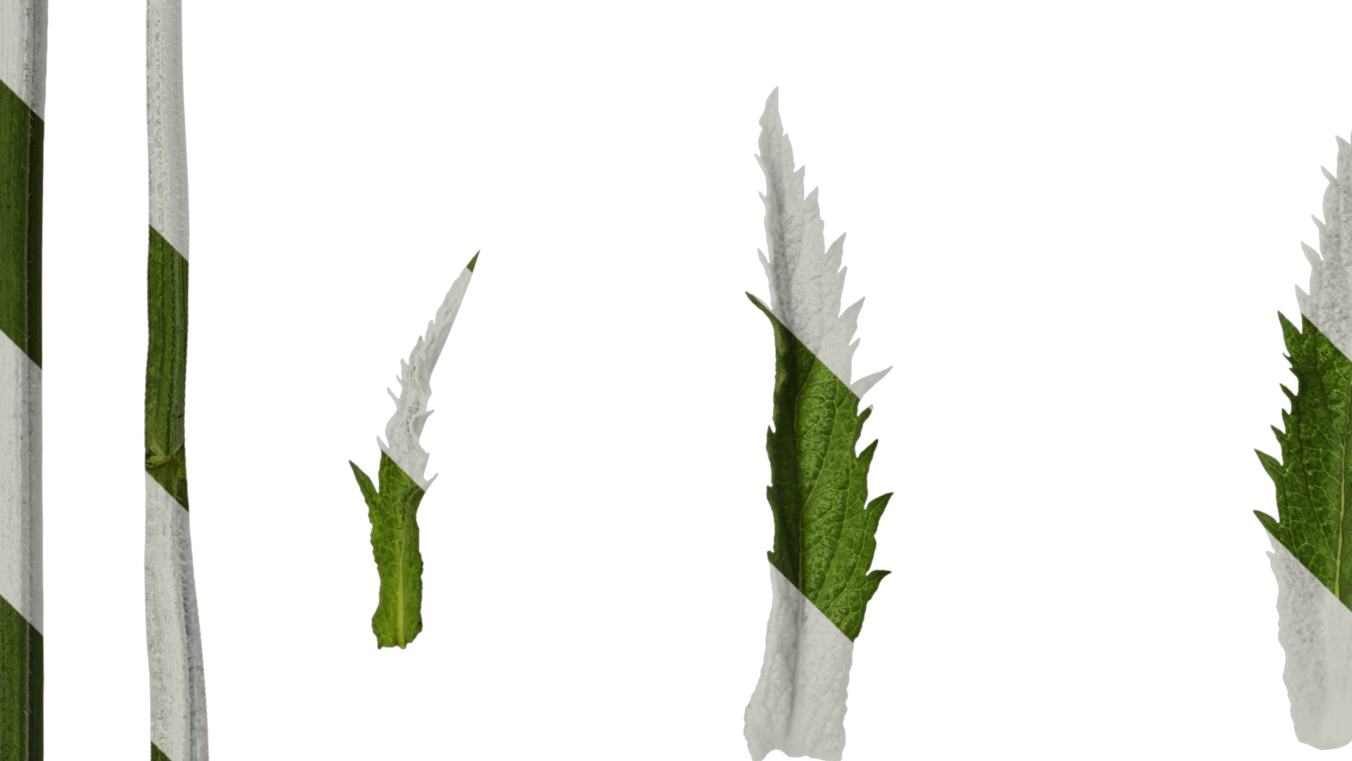 Anydrafts Verbena bonariensis Leaf 01 Texture_3