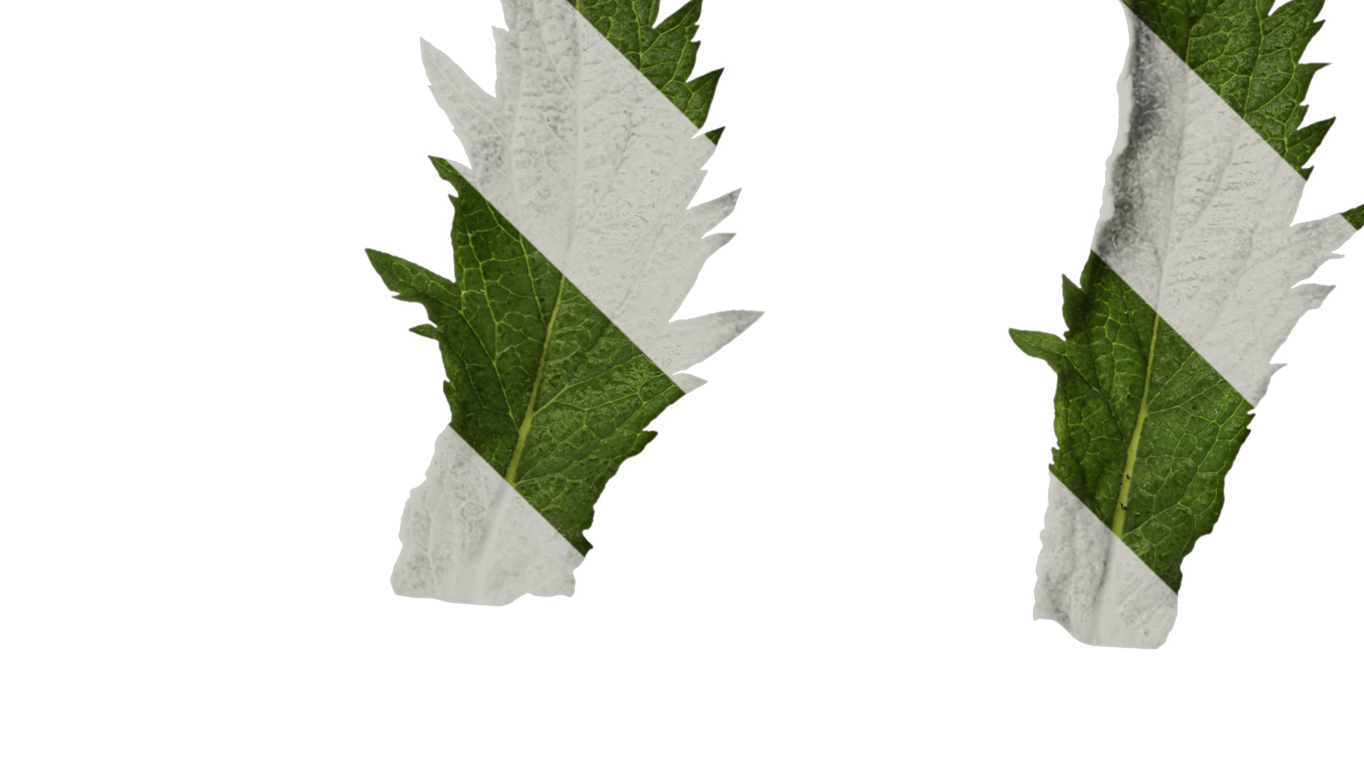 Anydrafts Verbena bonariensis Leaf 01 Texture_4