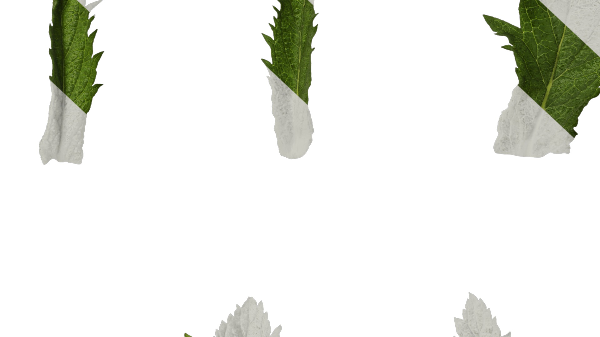 Anydrafts Verbena bonariensis Leaf 01 Texture_7