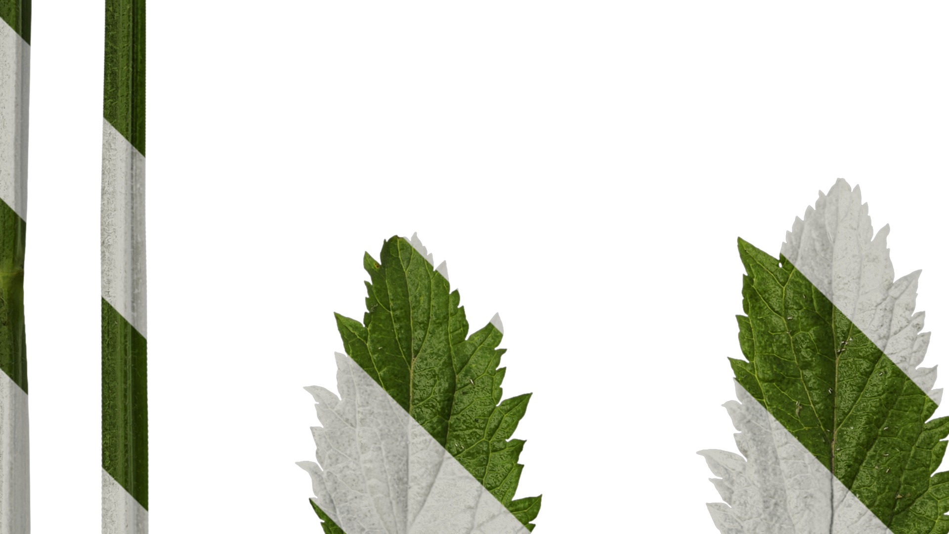 Anydrafts Verbena bonariensis Leaf 01 Texture_5