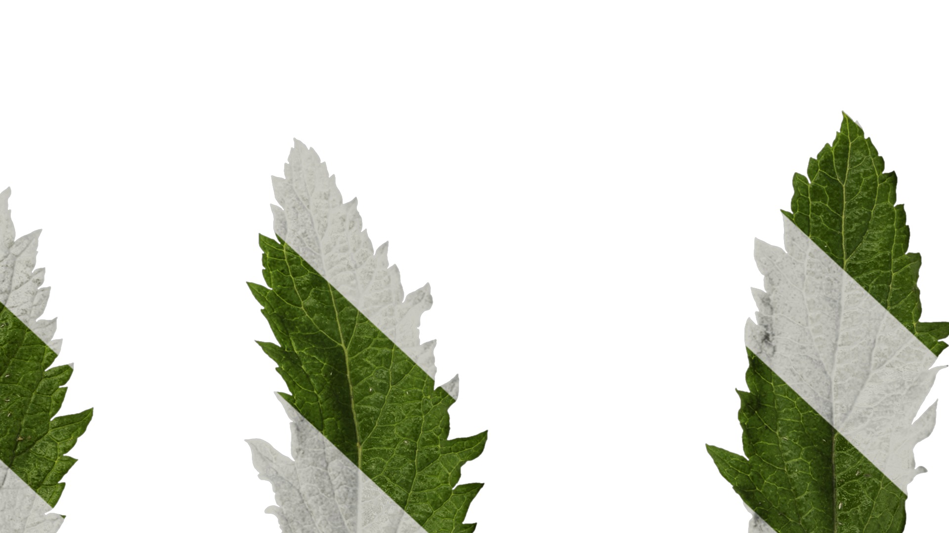 Anydrafts Verbena bonariensis Leaf 01 Texture_6