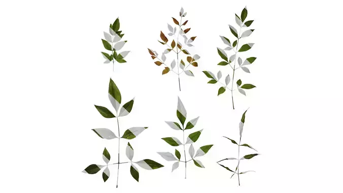 Anydrafts Nandina domestica Atlas 11