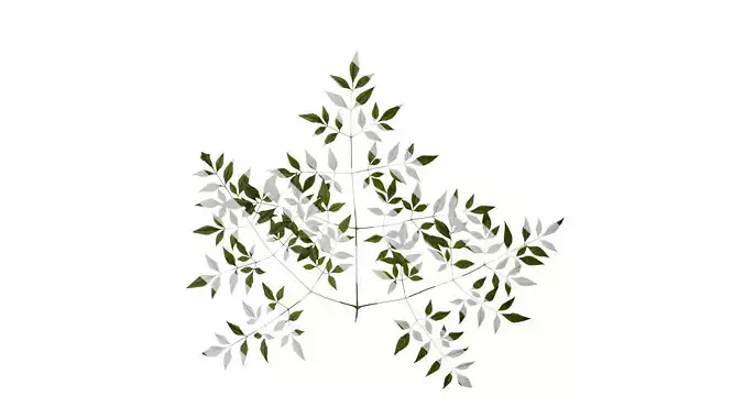 Anydrafts Nandina domestica Atlas 12