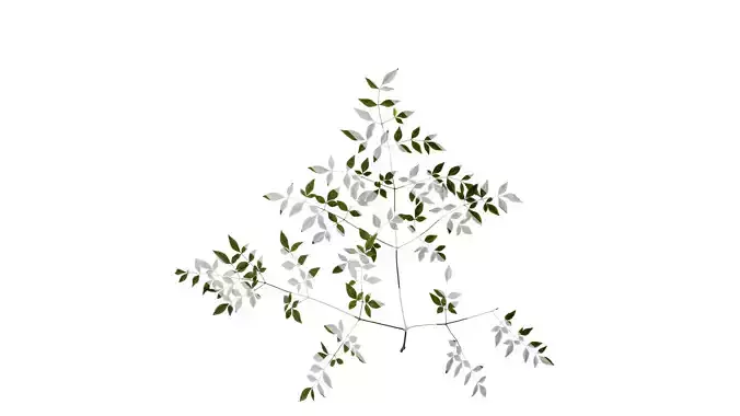 Anydrafts Nandina domestica Atlas 13