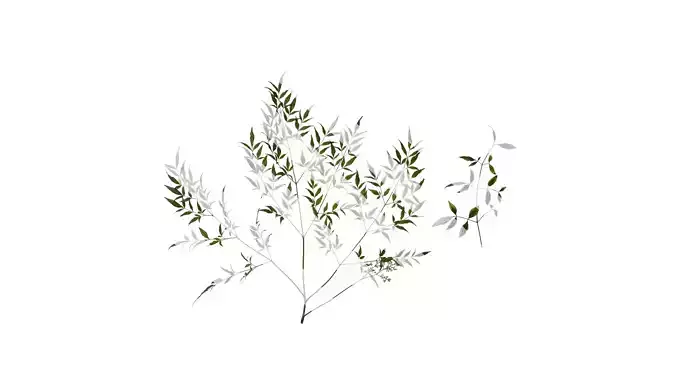 Anydrafts Nandina domestica Atlas 15