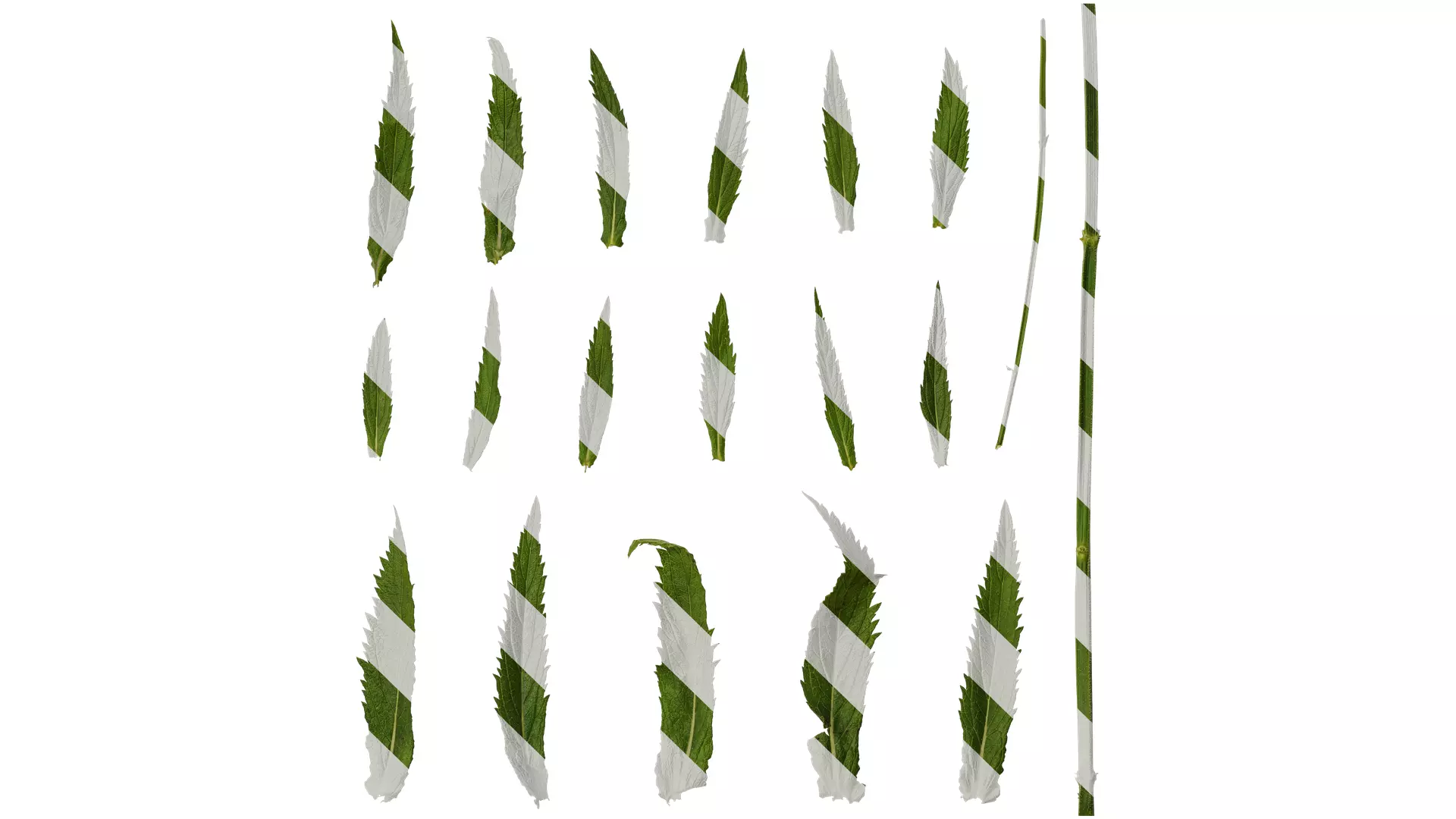 Anydrafts Verbena bonariensis Leaf 02 Texture