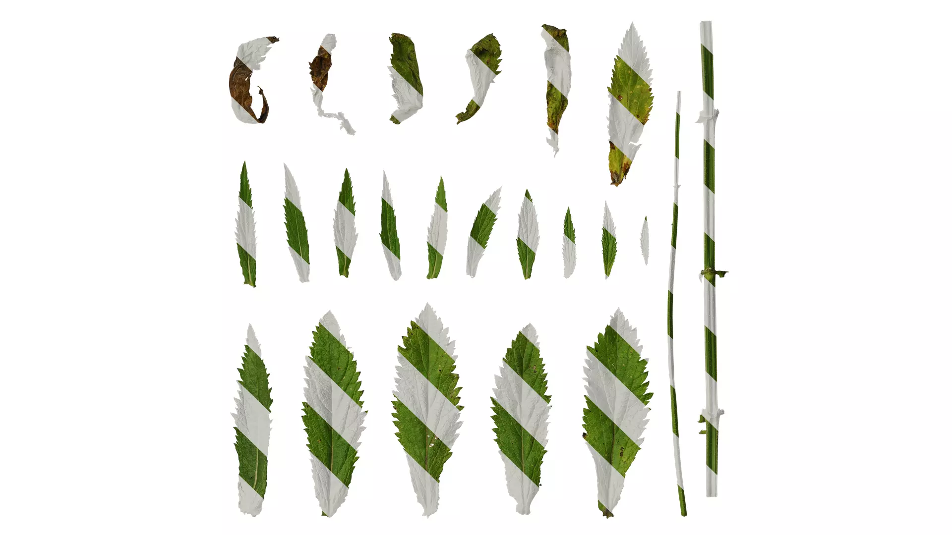 Anydrafts Verbena bonariensis Leaf 03 Texture