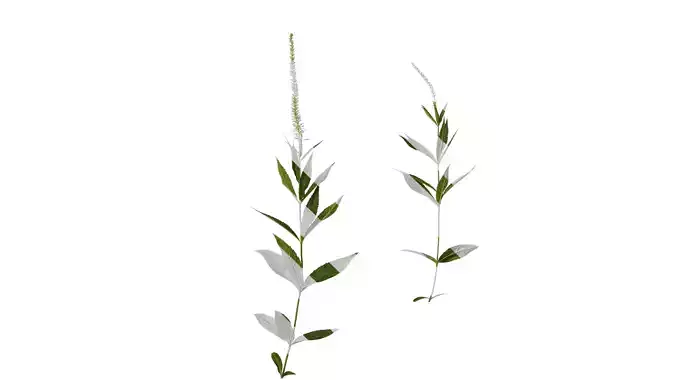 Anydrafts Veronicastrum sibiricum Atlas 01