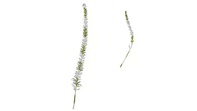 Anydrafts Veronicastrum sibiricum Flower 01