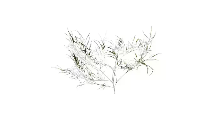 Anydrafts Nandina domestica Atlas 16