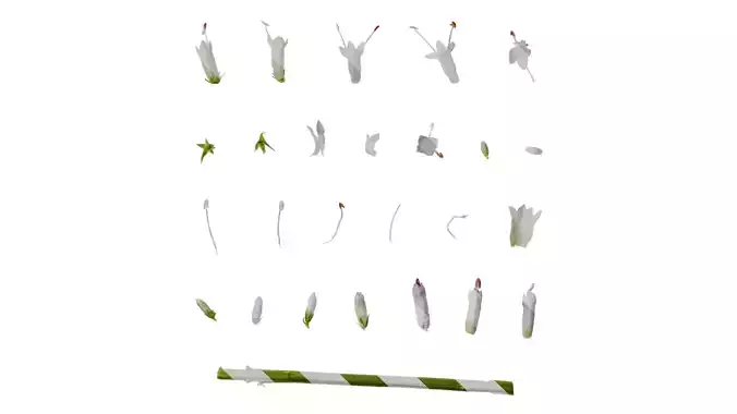 Anydrafts Veronicastrum sibiricum Flower 02