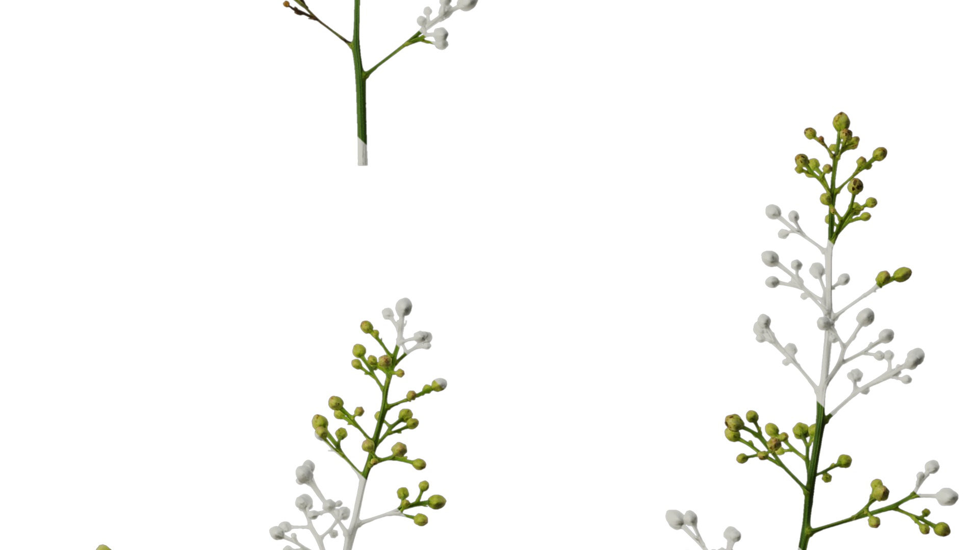 Anydrafts Nandina domestica Flower 04 Texture_6