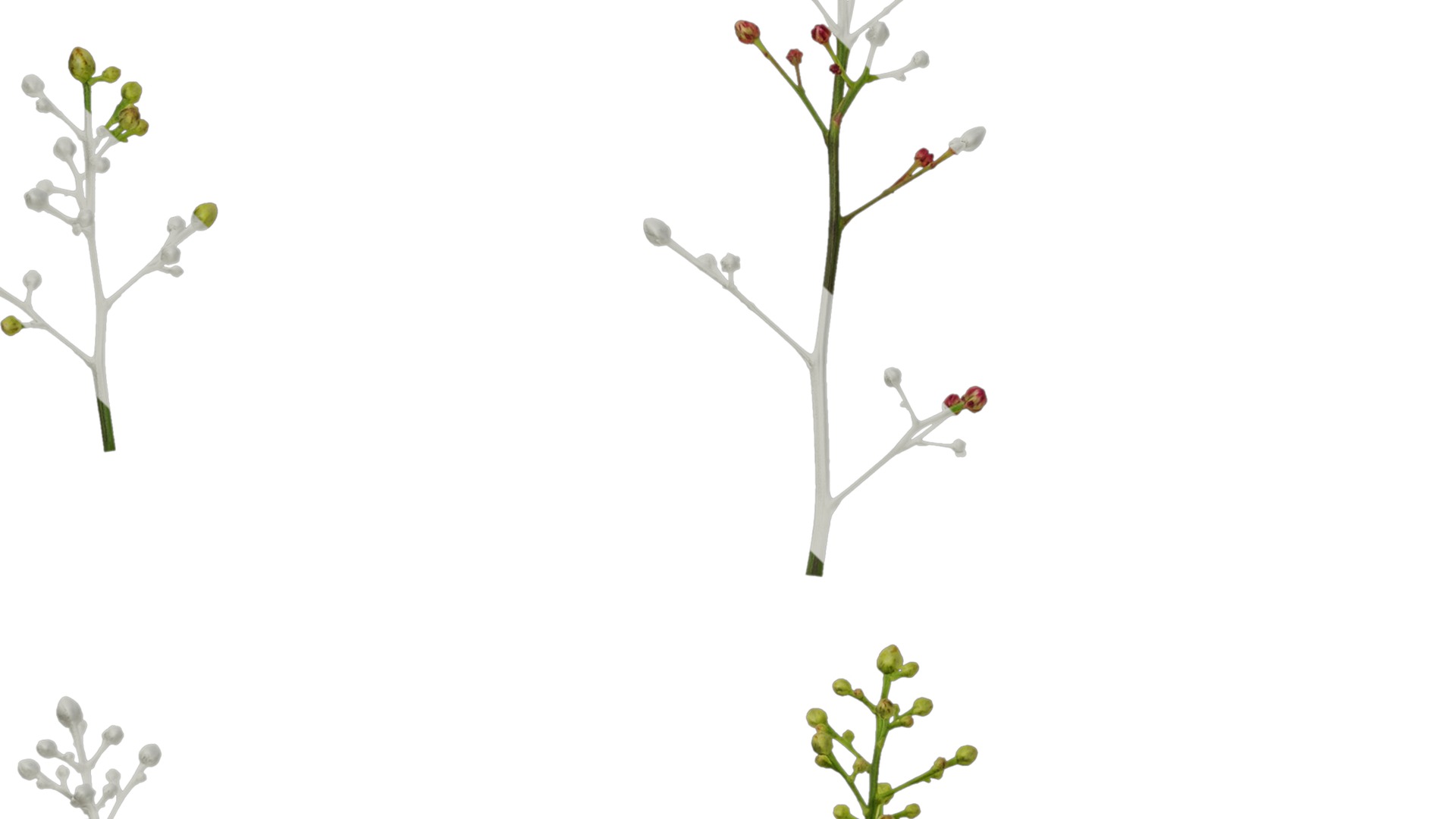 Anydrafts Nandina domestica Flower 04 Texture_5