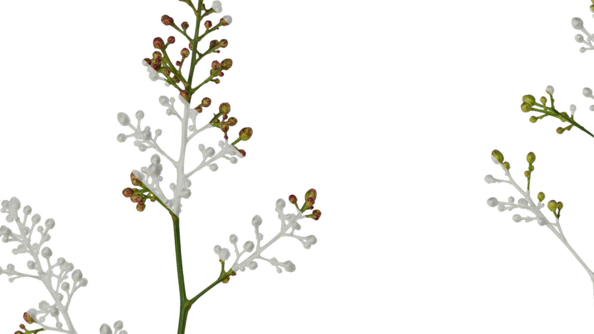 Anydrafts Nandina domestica Flower 04 Texture_1