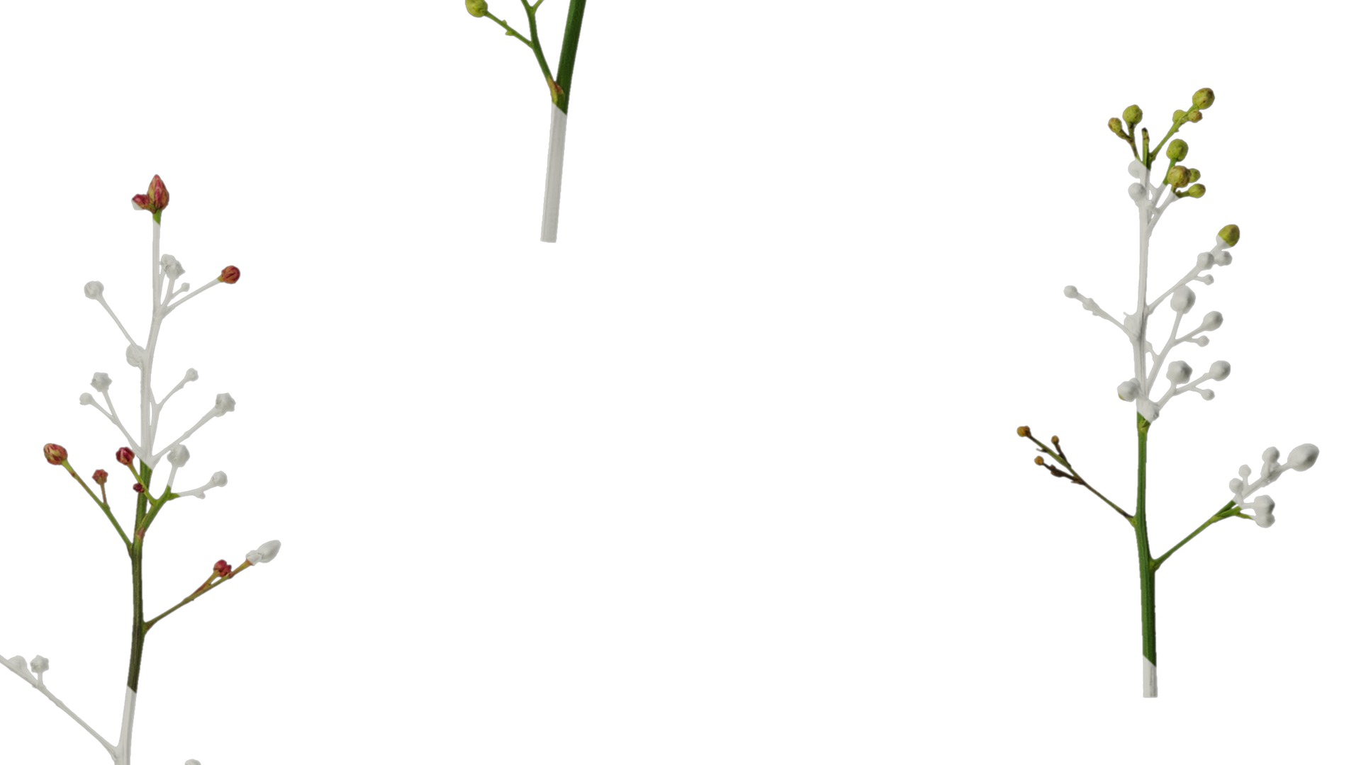 Anydrafts Nandina domestica Flower 04 Texture_7