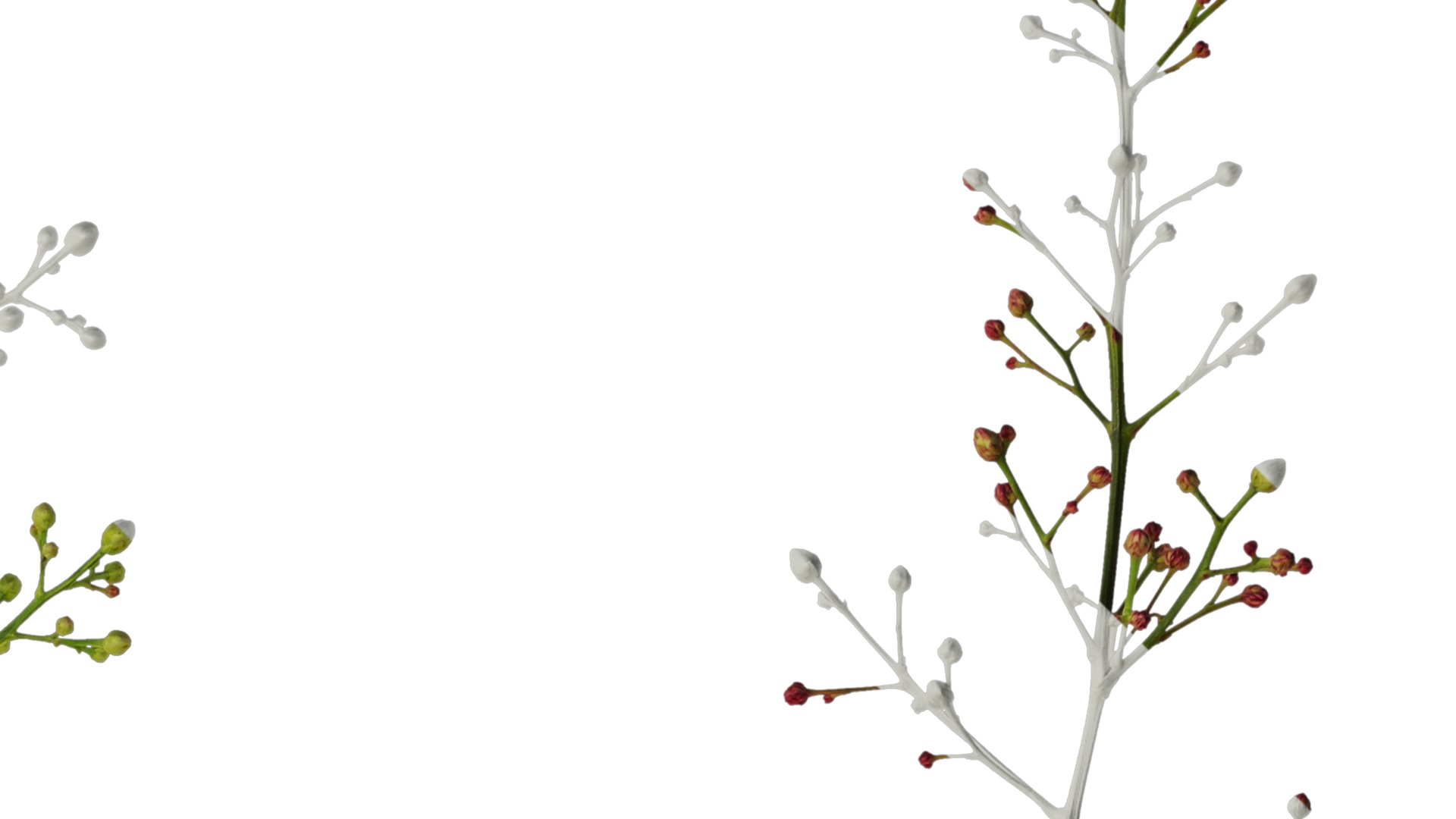 Anydrafts Nandina domestica Flower 04 Texture_2