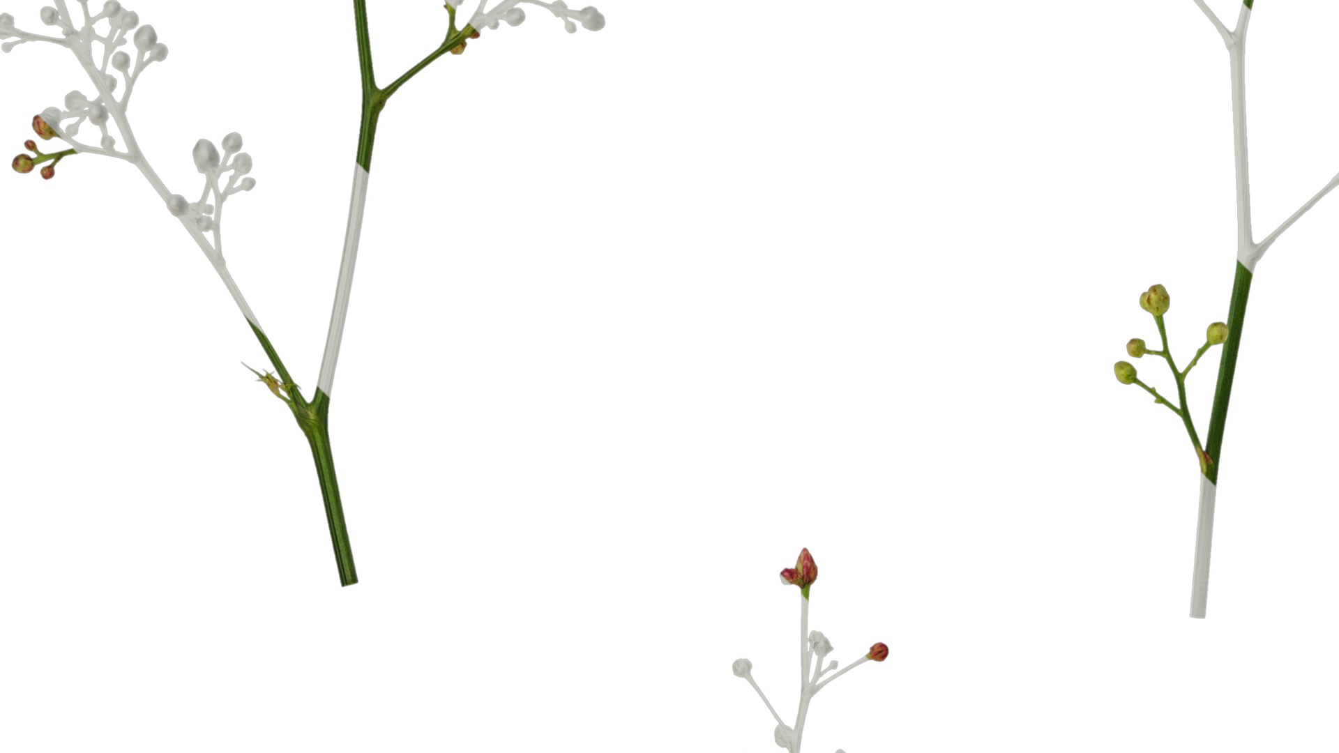 Anydrafts Nandina domestica Flower 04 Texture_3