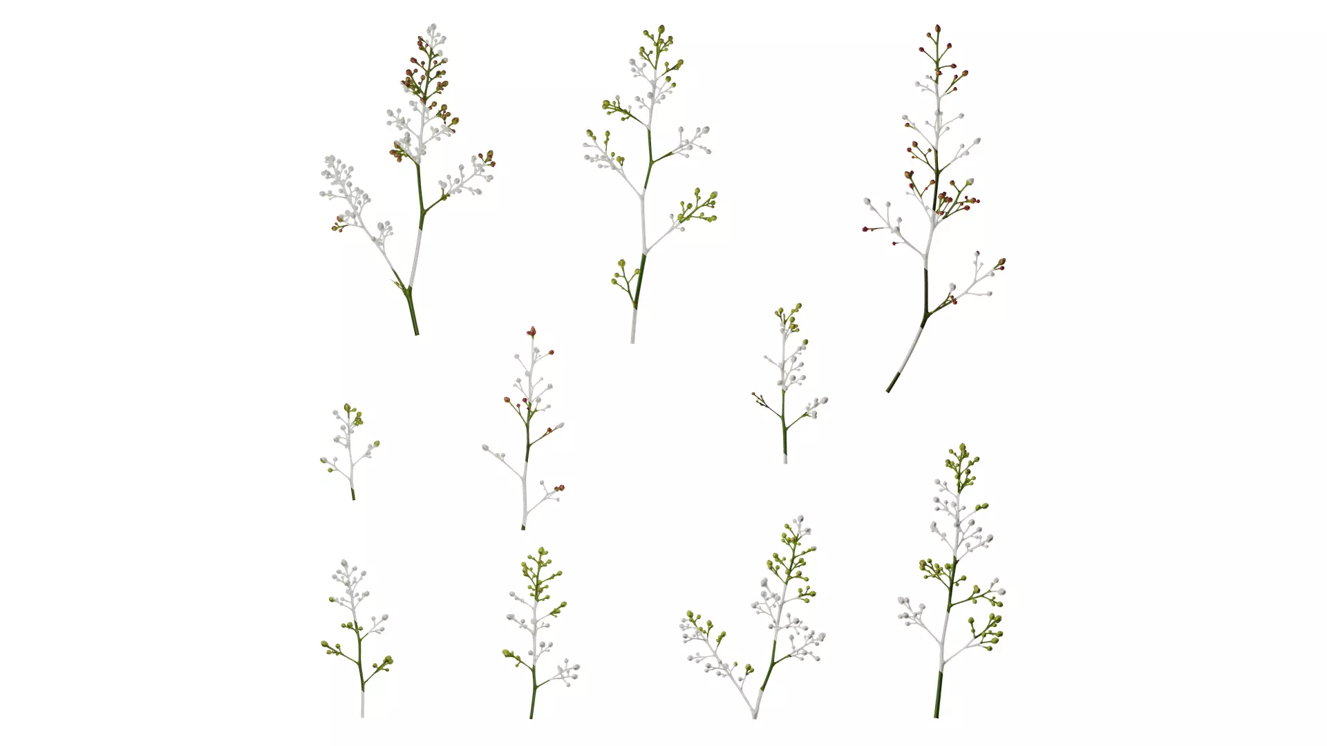 Anydrafts Nandina domestica Flower 04 Texture_0