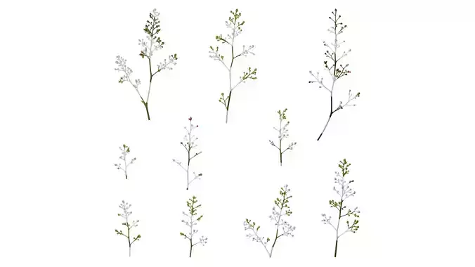 Anydrafts Nandina domestica Flower 04