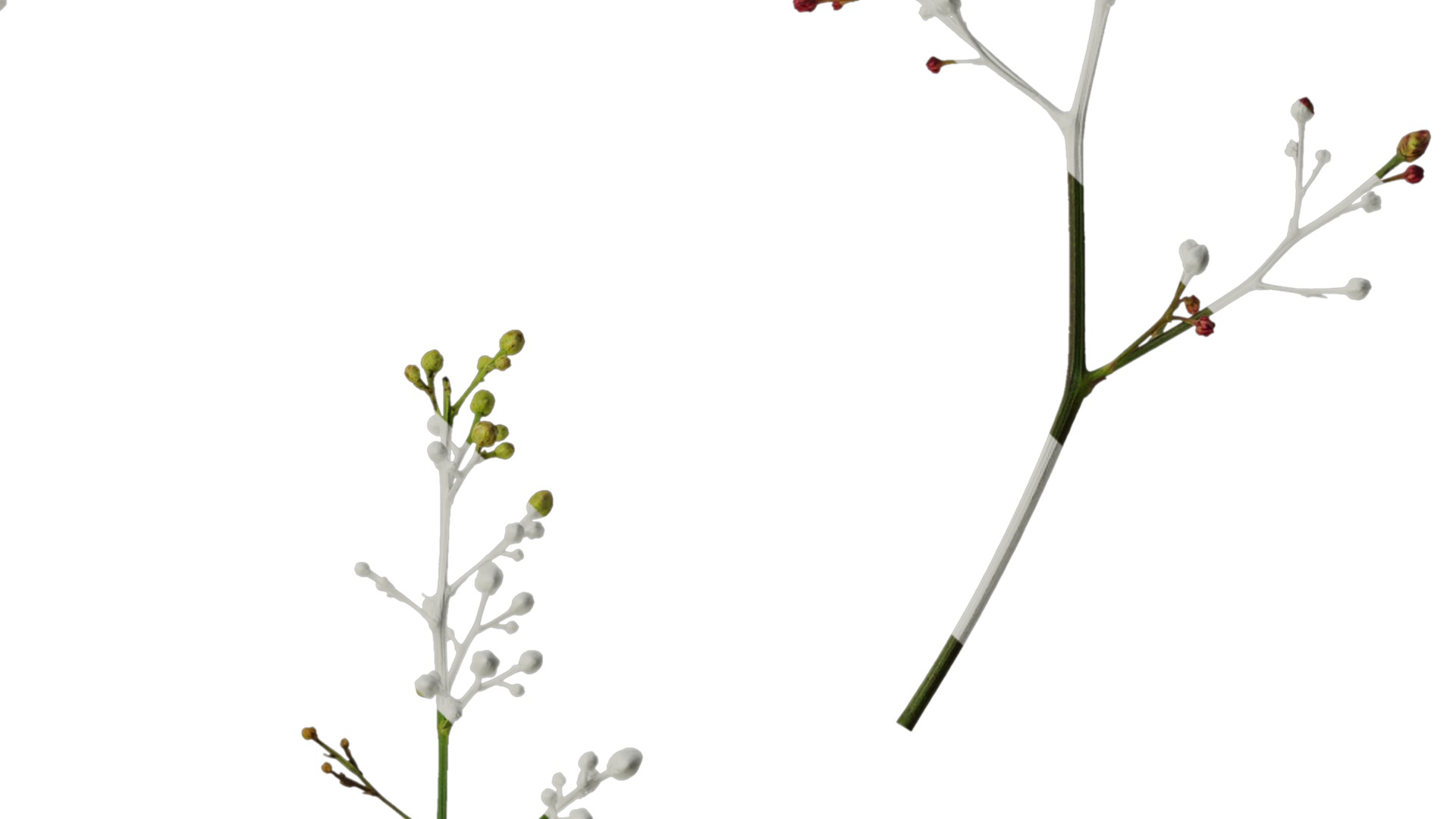 Anydrafts Nandina domestica Flower 04 Texture_4