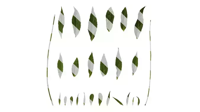 Anydrafts Veronicastrum sibiricum Leaf 01