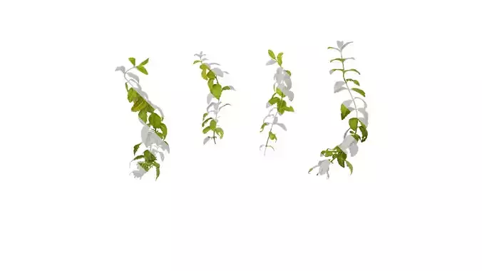 Anydrafts Veronica austriaca Atlas 01