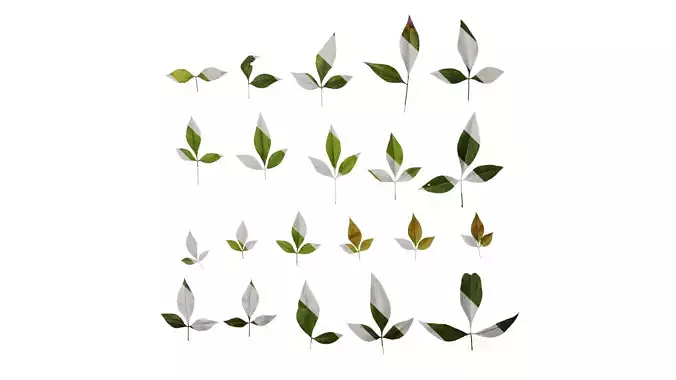 Anydrafts Nandina domestica Leaf 03