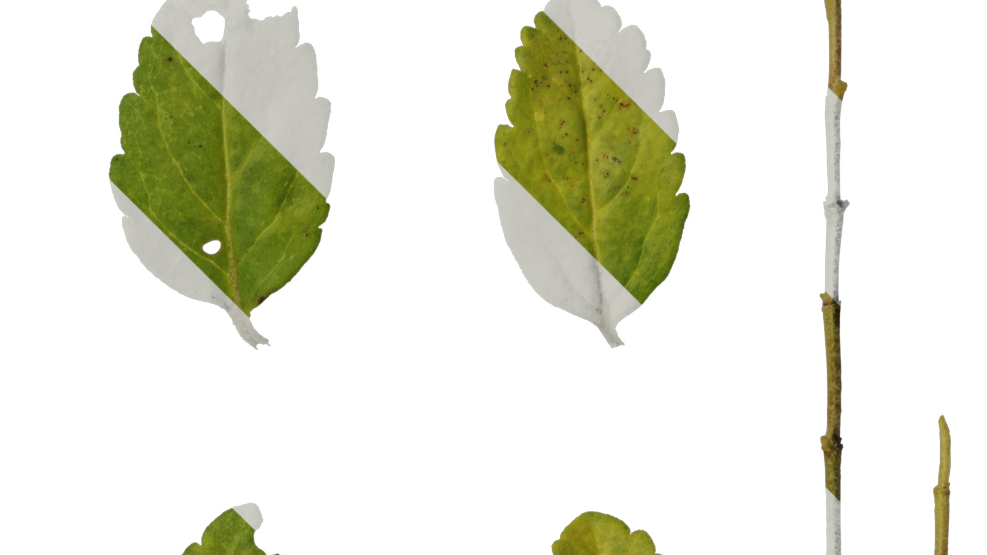 Anydrafts Veronica austriaca Leaf 01 Texture_2