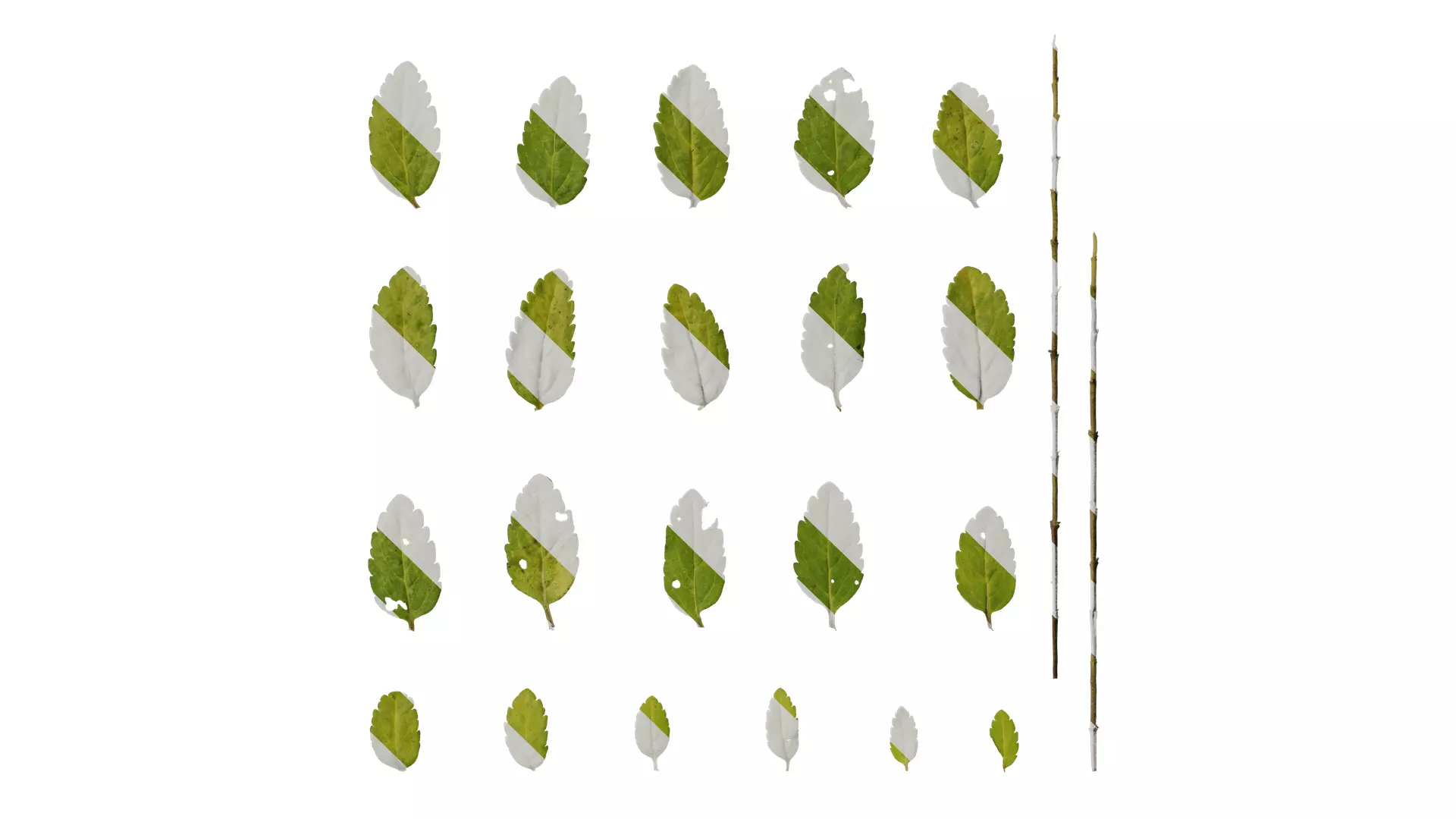 Anydrafts Veronica austriaca Leaf 01 Texture_0