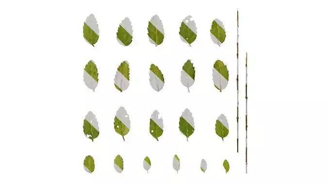 Anydrafts Veronica austriaca Leaf 01