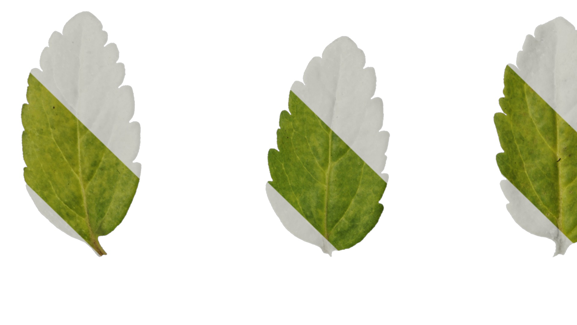 Anydrafts Veronica austriaca Leaf 01 Texture_1