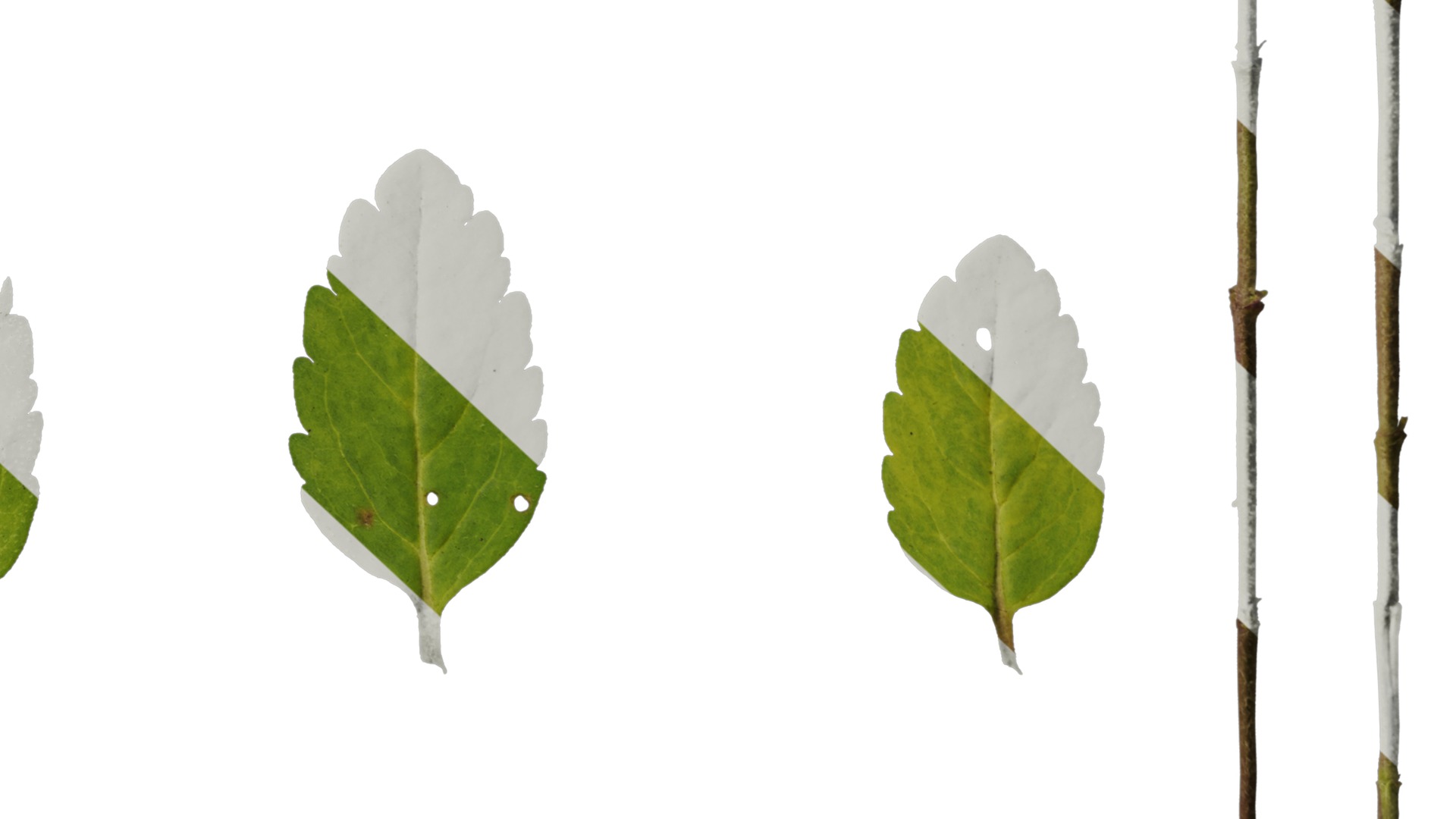 Anydrafts Veronica austriaca Leaf 01 Texture_6