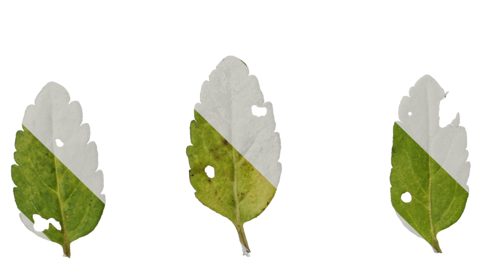 Anydrafts Veronica austriaca Leaf 01 Texture_5