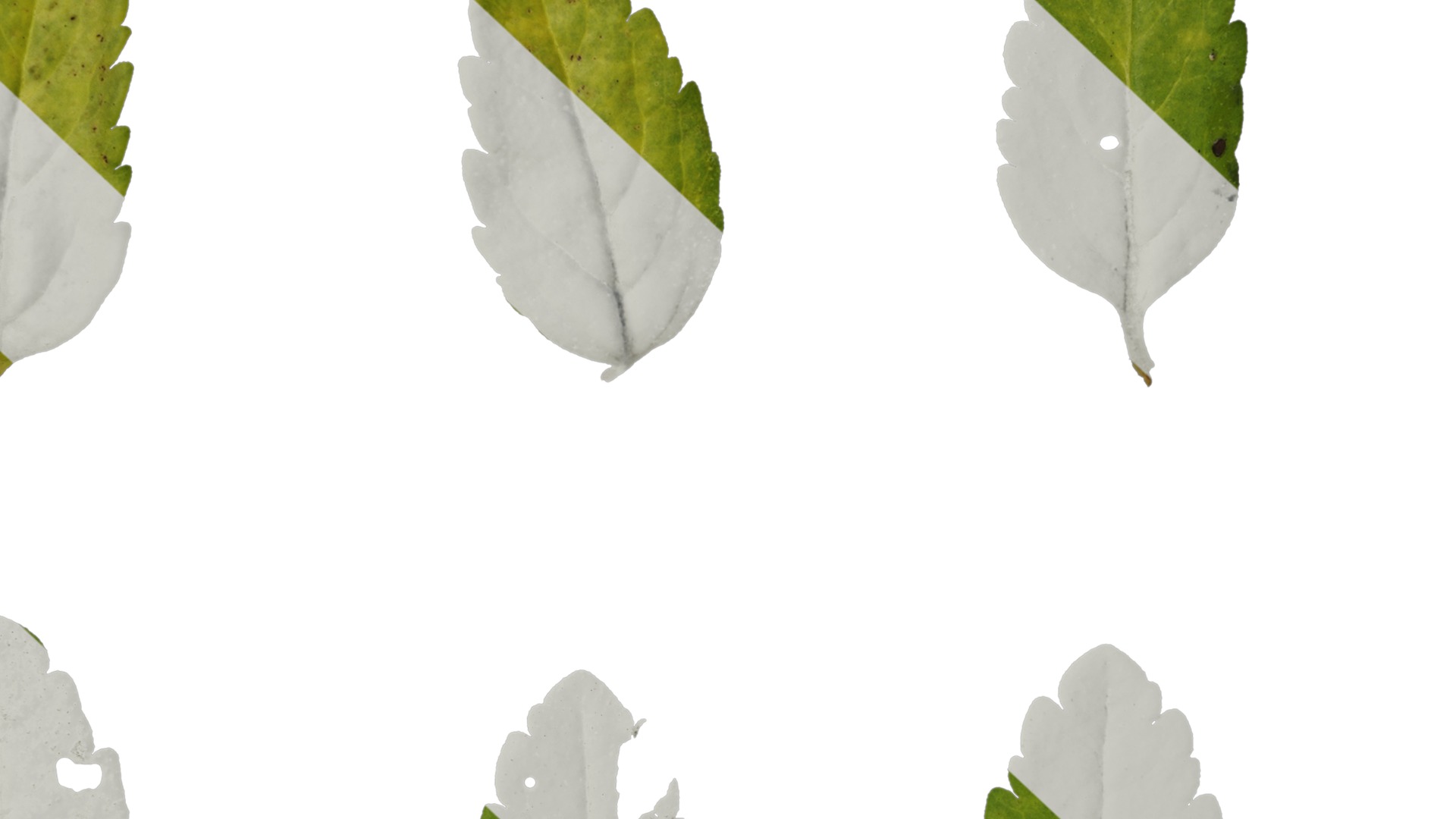 Anydrafts Veronica austriaca Leaf 01 Texture_7