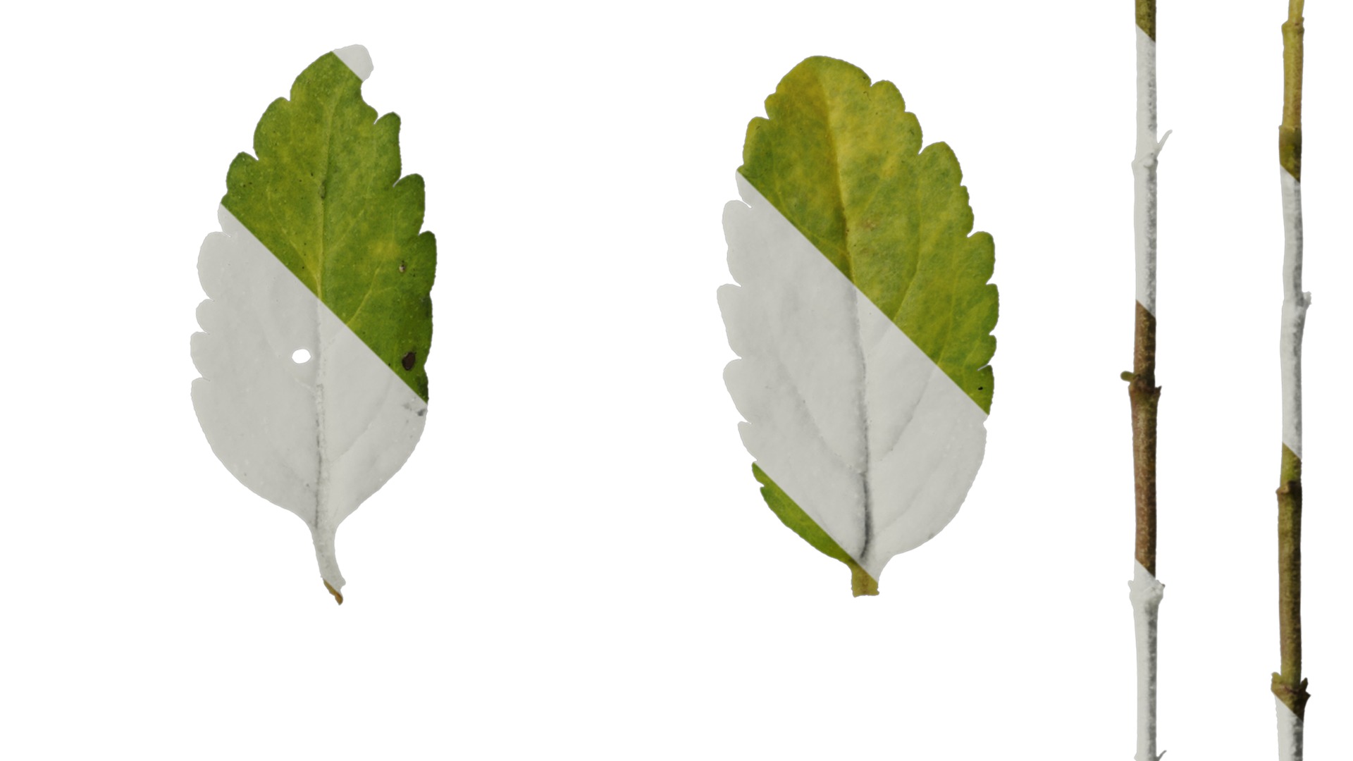 Anydrafts Veronica austriaca Leaf 01 Texture_4